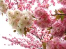sakura blossom tree