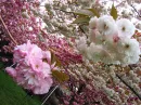 sakura blossom tree
