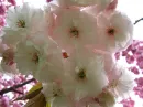 sakura blossom tree