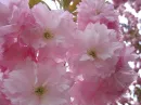 sakura blossom tree