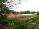 sakura blossom trees