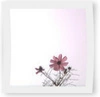 Snapshot of a Flower