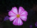 flor morada 