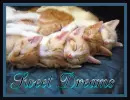 Sweet Dreams