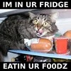 Cat in fridge