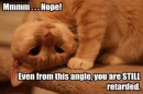 Cat lookin upside down