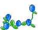 blue roses