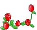 red roses