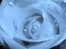 Blue rose