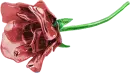 Fragile Rose Rainbow