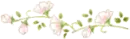 rose divider