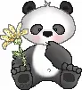 Cute Little Panda