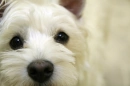 westie