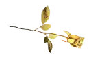golden rose