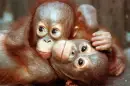 orang babys