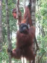 male orang
