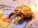 russain/horsfeilds tortoise