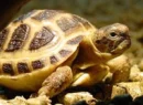 russian/horsfields tortoise 2