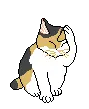 Calico Kitty