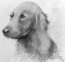 Dog Sketch