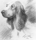 Dog Drawing