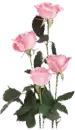 Pink Roses