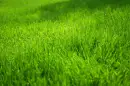 Grass