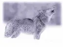 Wolf Howling
