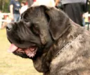 doggy