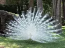 albino peacock