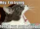 Funny cat