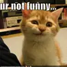 funny kitty