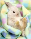 baby bunnie