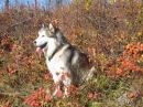 DOG HIKING