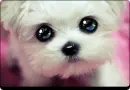 CUTE PUUPY EYES