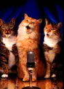 Singing Cats