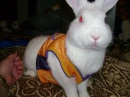 laker bunny