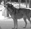 wolfs