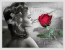 Romantic Rose