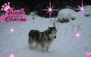ALASKAN MALAMUTE