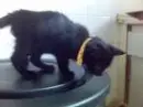 pussy cat