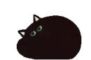 Black Cat