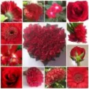 roses