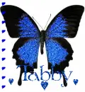 TABBY