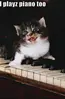 funny cat
