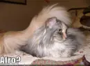 funny cat