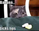funny cat