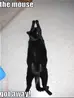 funny cat