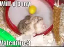 funny animals