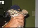 funny cat